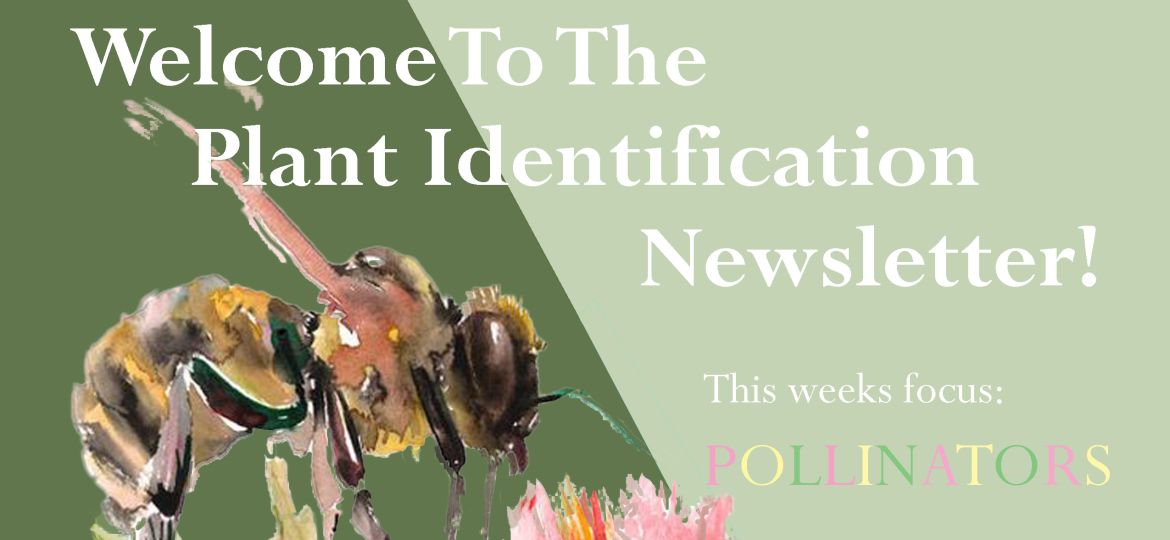 Plant Identification Newsletter - Pollinators