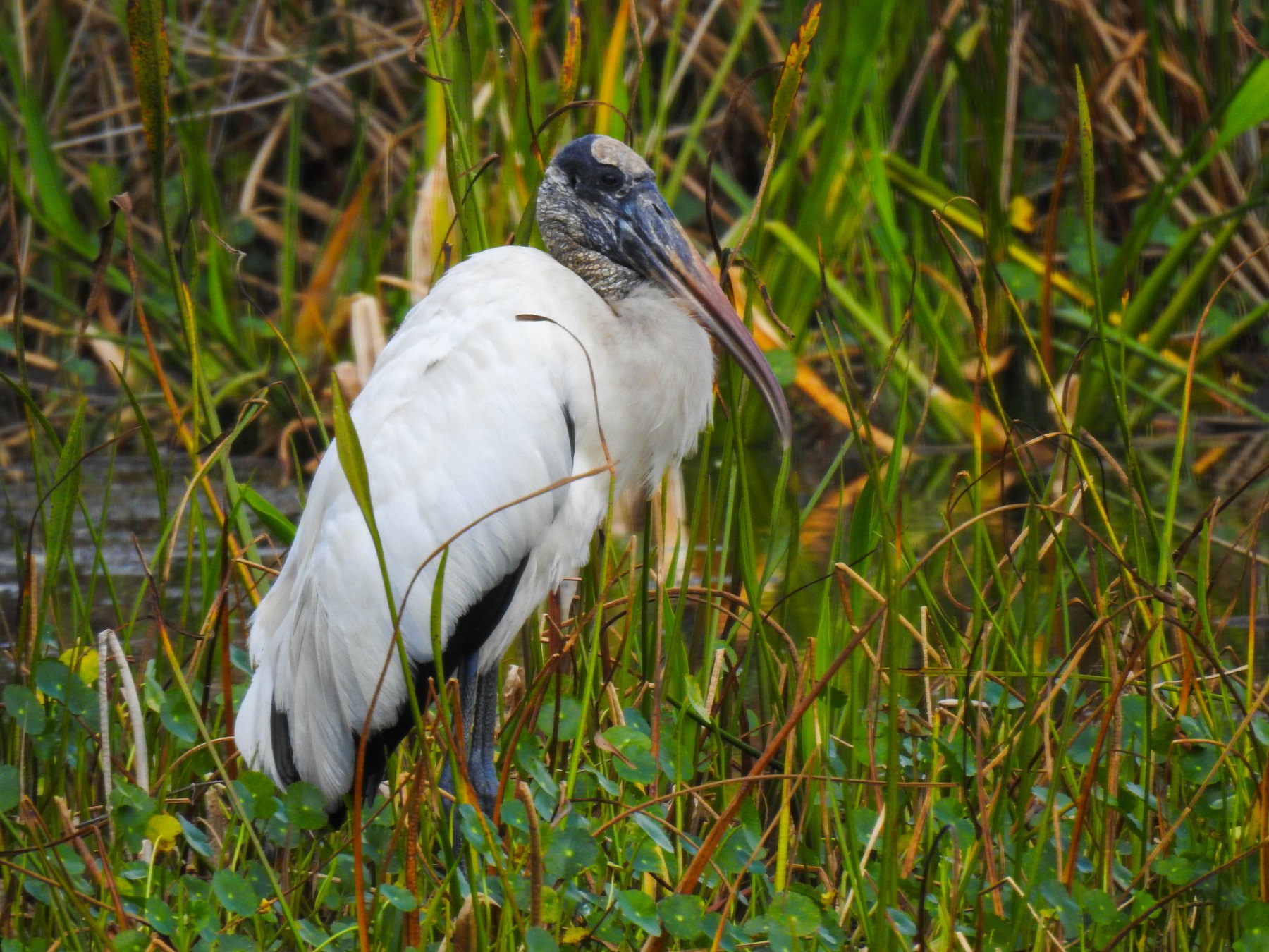 Officials to Propose Removing Wood Storks from Endangered Species List