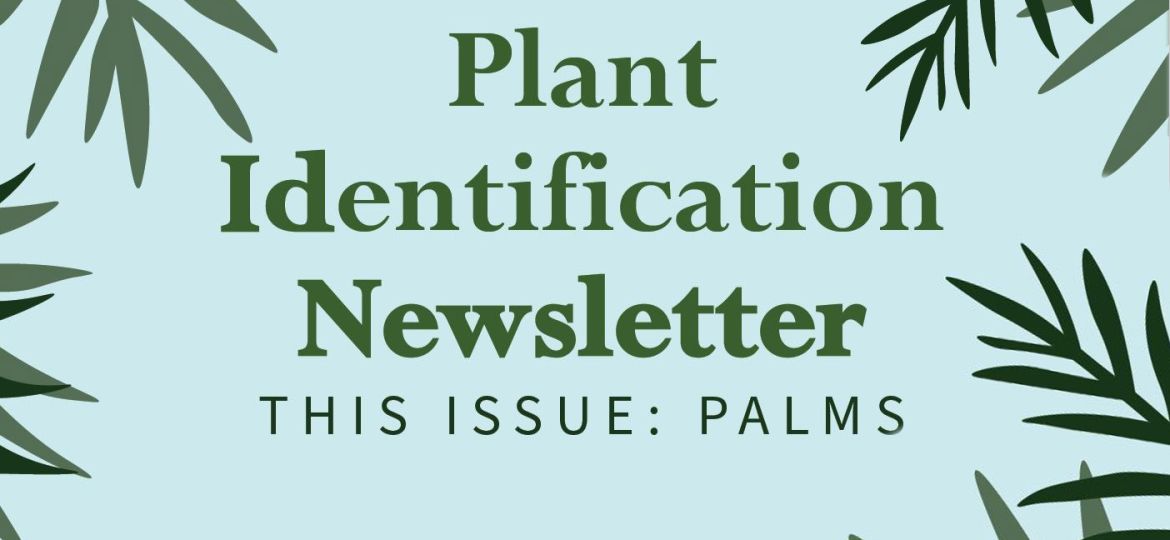 Plant Identification Palms