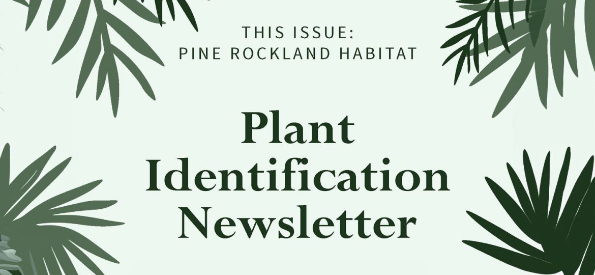 Plant Identification Pine Rocklands